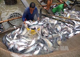 Giá cá tra nguyên liệu có xu hướng tăng 